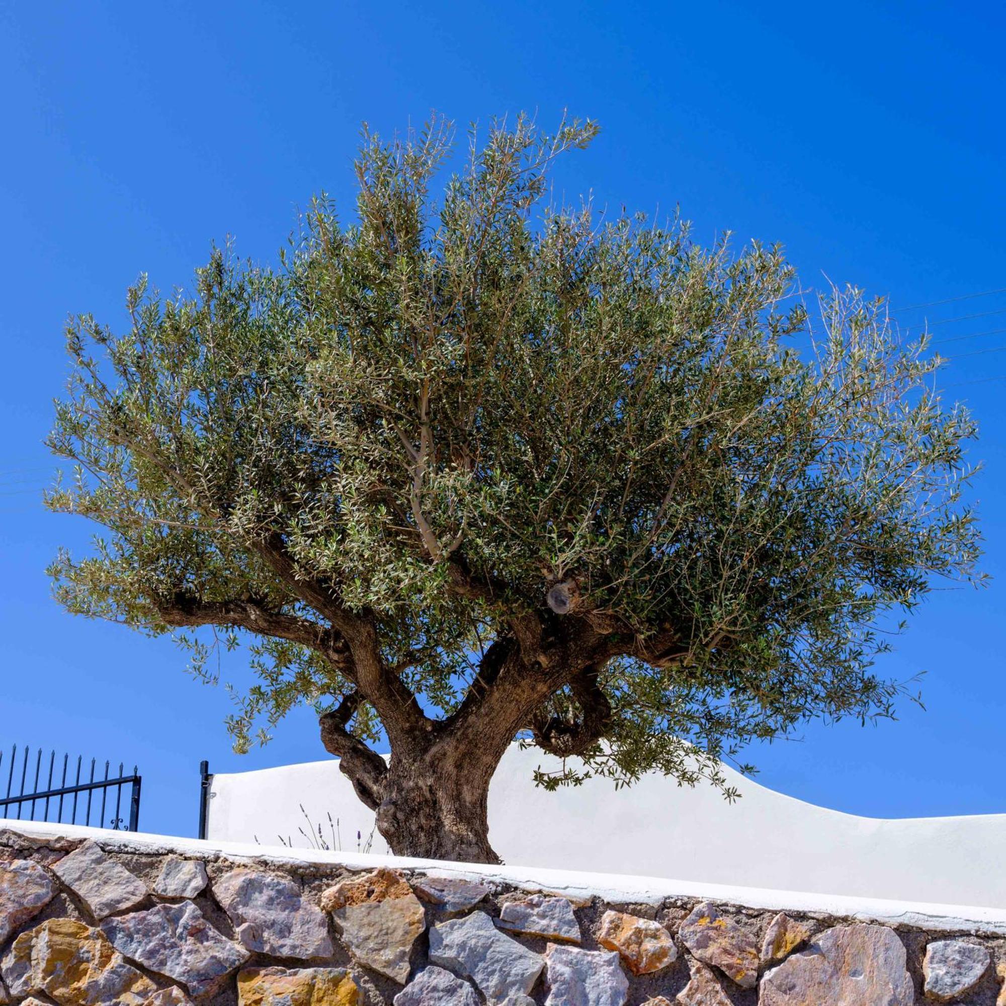 Santorini C Villa Тира Экстерьер фото